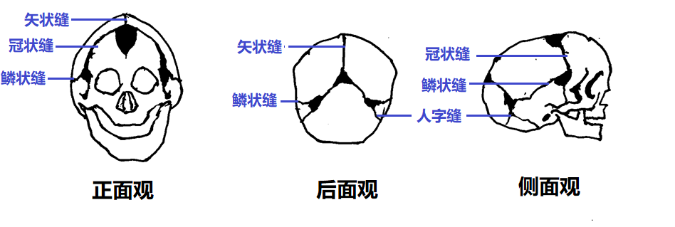 内部的脑组织不断成长变大的过程中,这些颅缝组织也会跟着不断生长