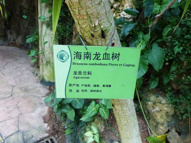 海南寿命最长的树,很多人都不知道