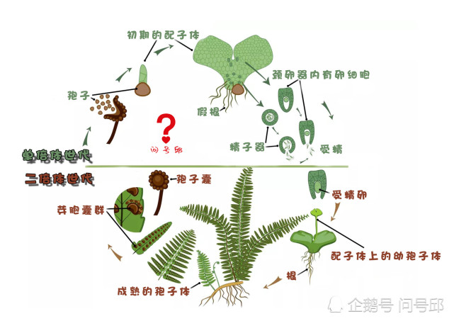 蕨类植物的生命周期:减数分裂和有丝分裂产生单倍体和