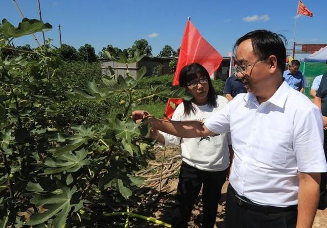 贾富彬在盛唐无花果种植基地向山东省聊城市人大代表武艳丽了解"