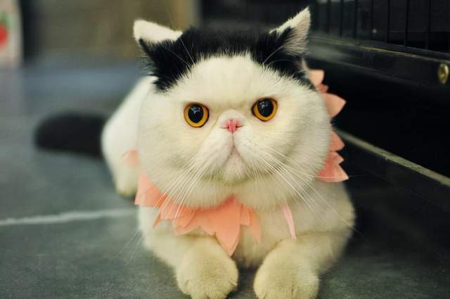 为什么说加菲猫难养?擦一次泪痕容易,难的是日复一日