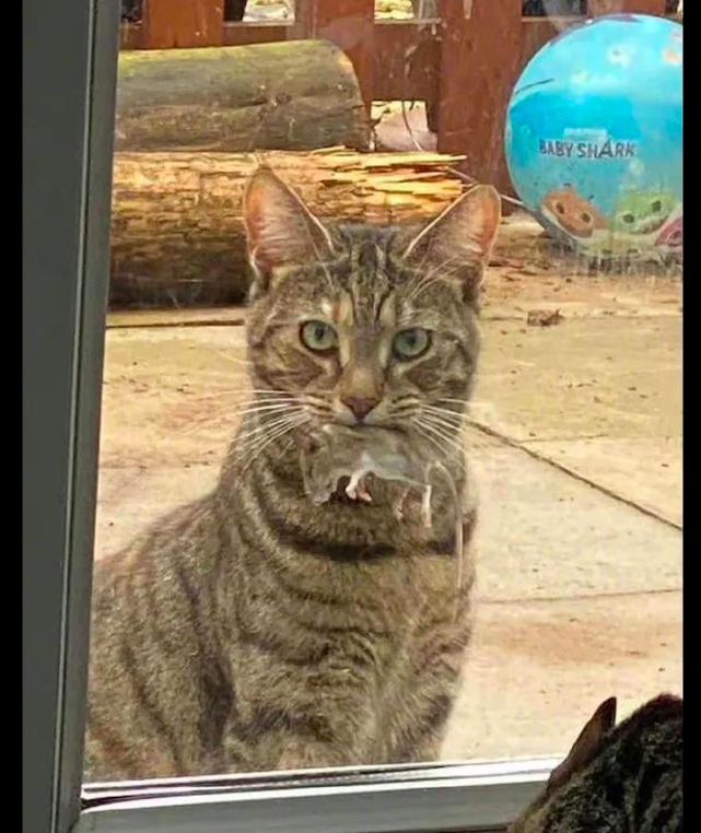 猫咪从外面抓了只老鼠回来,吓得主人不敢开门了,猫:快