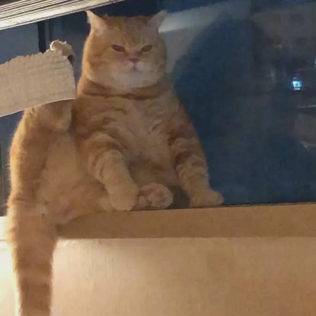 头像|可爱胖橘猫头像 睡猫头像