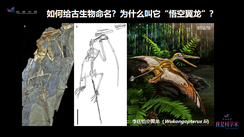 图中这个标本,它被我们命名为"悟空翼龙,这件几乎是完整的标本,其