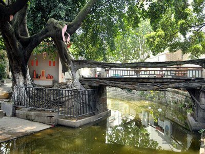 广东奇特的树生桥已有300多年历史被称为容桂十景之一