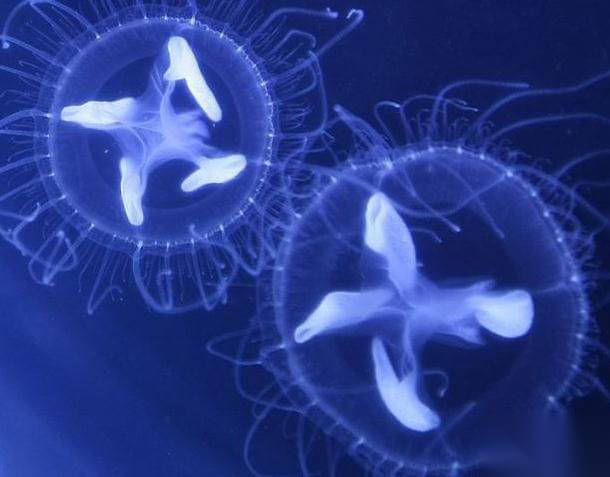 北方正在变暖?沈阳发现桃花水母,温暖水域生物为何出现大东北?