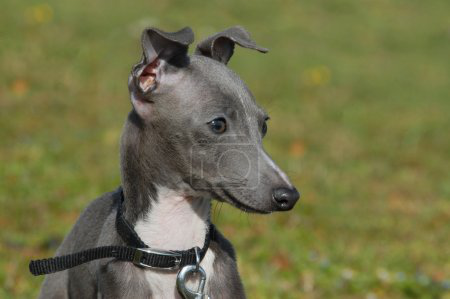 如何养好意大利小灵缇犬|野兔|狩猎犬|灵缇犬|意大利|狗狗