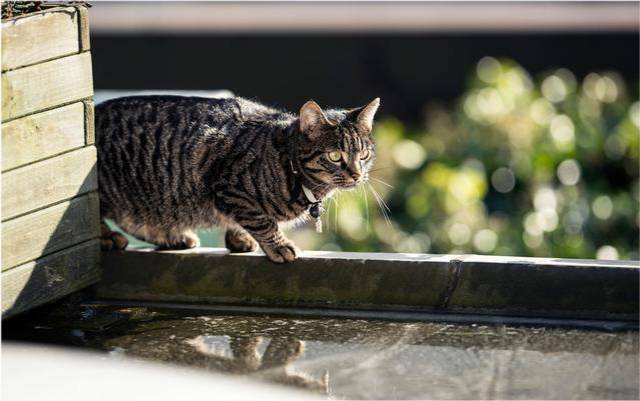 为什么狸花猫在国内不受欢迎,在国外地位却很高?原因