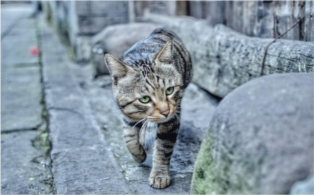 为什么狸花猫在国内不受欢迎,在国外地位却很高?原因