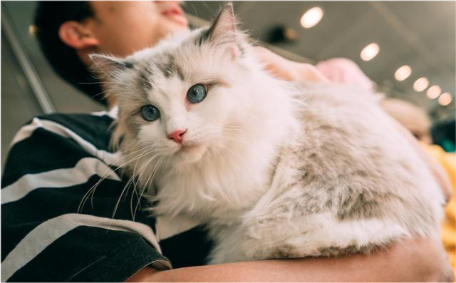 布偶猫多少钱一只?影响其价格的因素有5个!