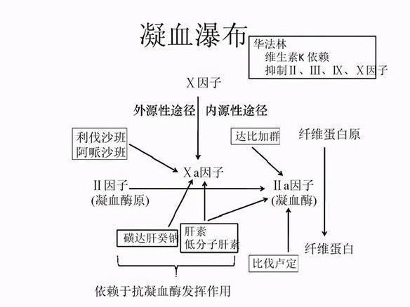 a型血和b型血生的孩子是什么血型,o型血和b型血生的孩子是什么血型