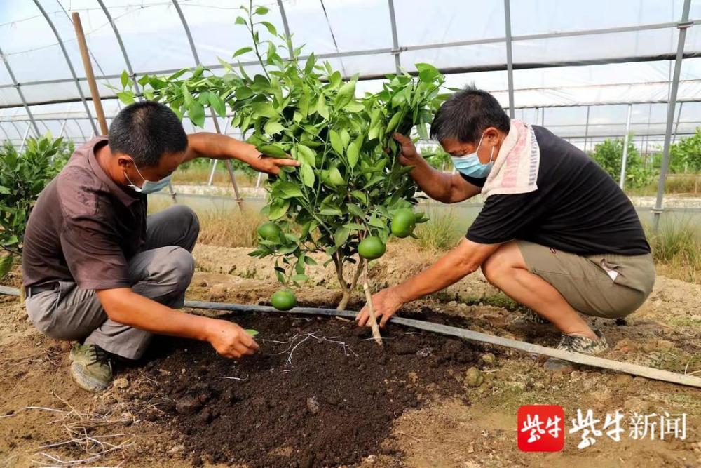 用心栽培种植户给柑橘树施肥管护