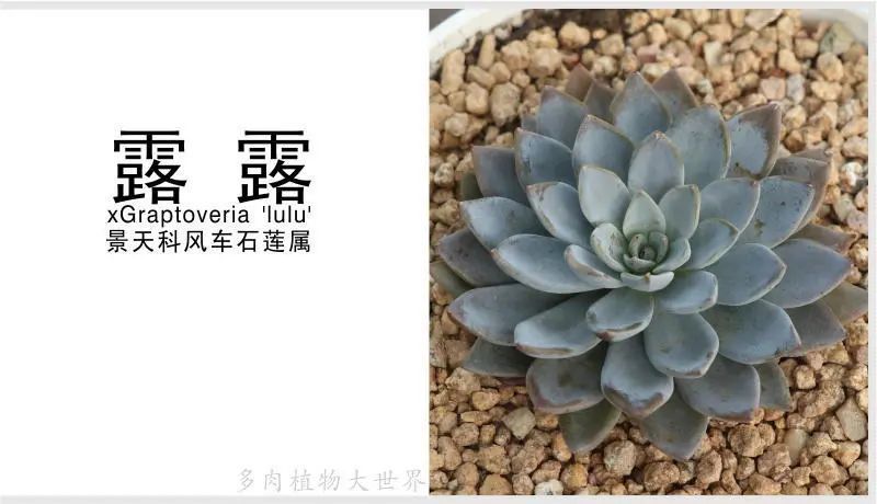 "露露"景天科风车石莲属多肉植物,中型种,雪莲与银天女的杂交品种