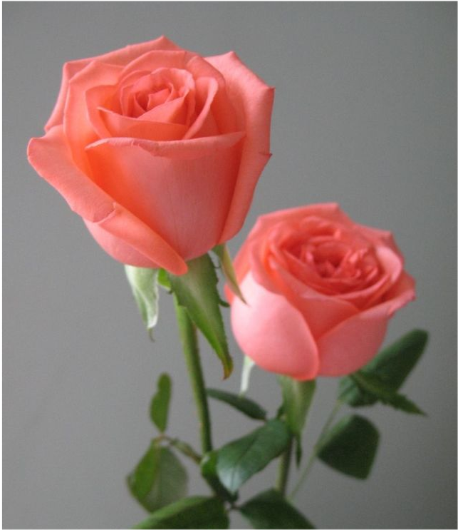 心理测试选一朵你觉得最美的玫瑰花测你在下个月会有什么惊喜