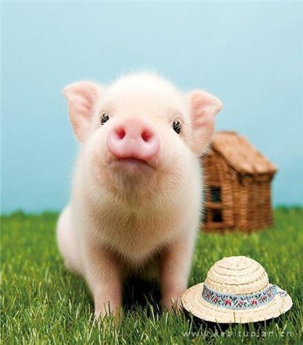 呆萌可爱的粉嫩小猪搞笑朋友圈背景高清图片