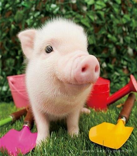 呆萌可爱的粉嫩小猪搞笑朋友圈背景高清图片