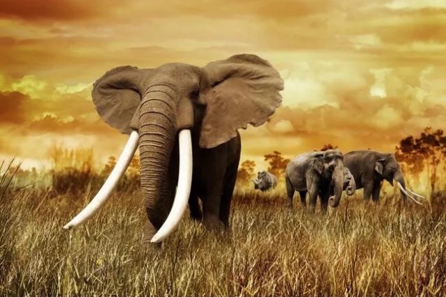 象牙为什么不能从老死的大象身上取?_腾讯网