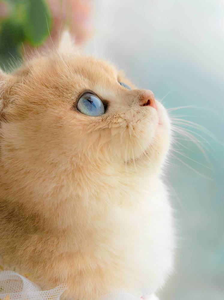 【动物壁纸大全】:谁能拒绝可爱的小猫咪呢?图片来自