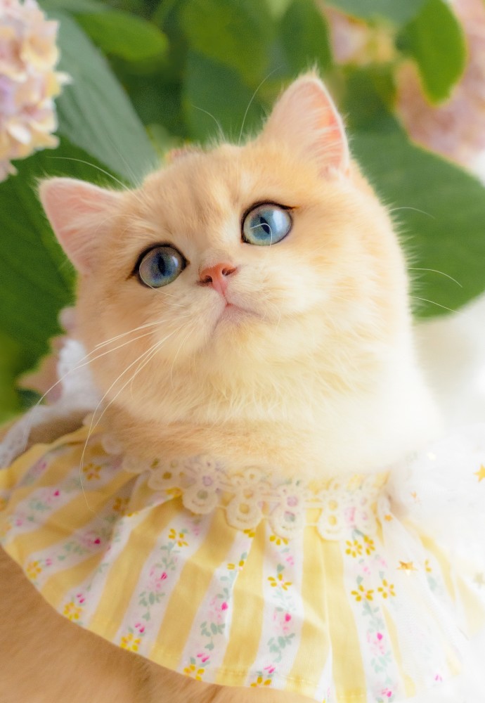 【动物壁纸大全】:谁能拒绝可爱的小猫咪呢?图片来自