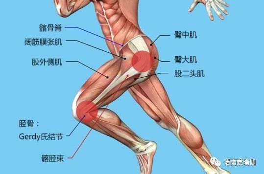 在这种情况下,收缩右臀骨还可以保持另一重要姿势:使您可以向上和向后