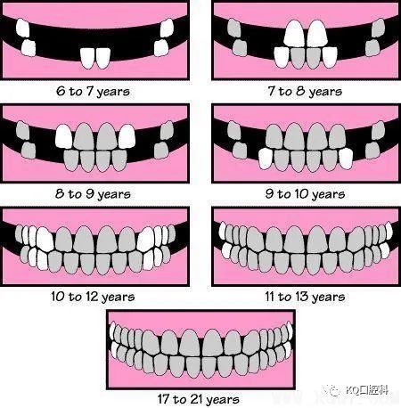 原来牙齿是这样长出来的!