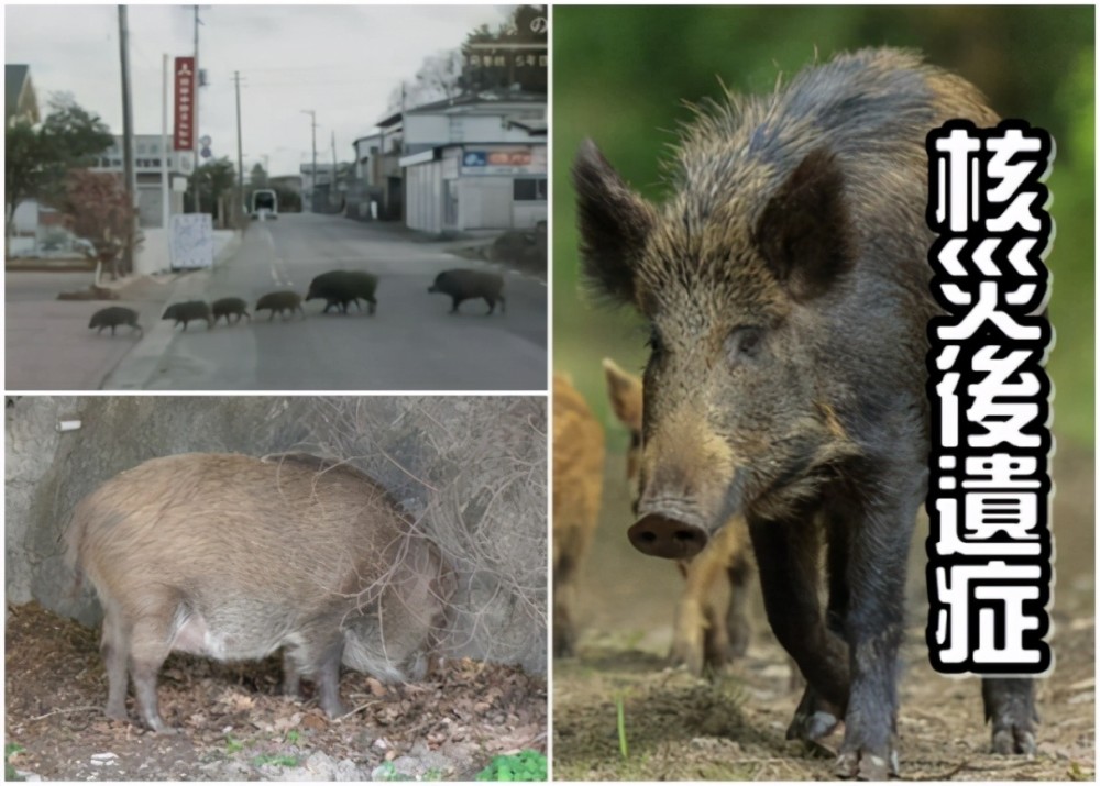 日本十万头变异野猪,核辐射杂交种习性改变!科学家警告人属冲突
