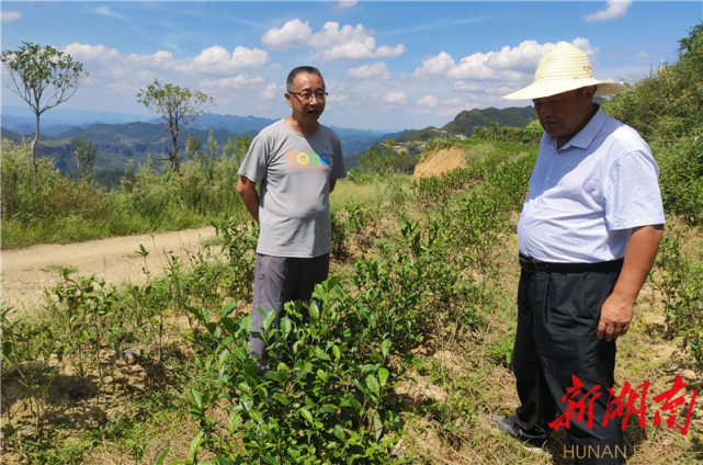 花垣县召开幼龄茶园秋冬季培管现场培训会