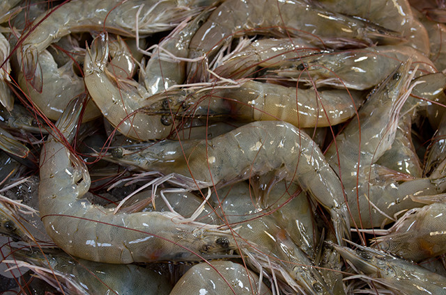 大疆渔业:南美白对虾养殖池塘内循环流水养鱼技术