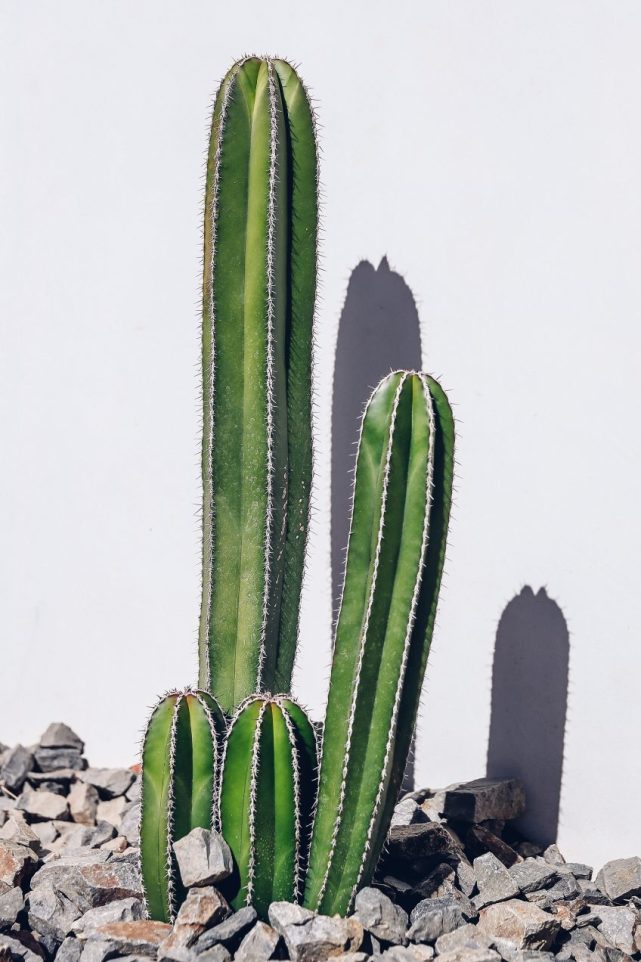 绘画参考#仙人掌科植物:原来那么好看!