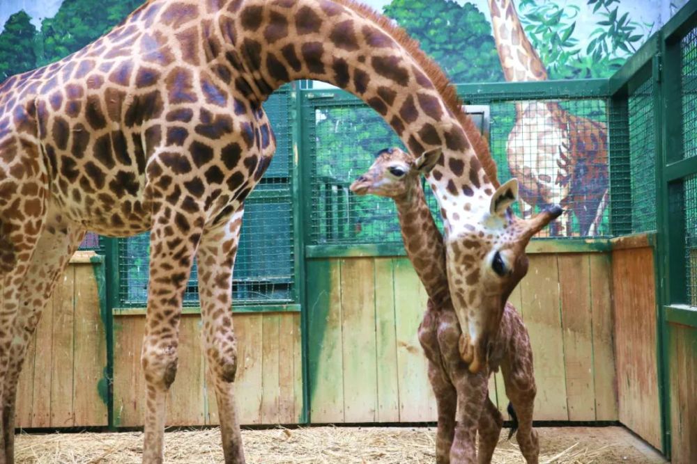 东营动物园再传喜讯,长颈鹿宝宝诞生了!