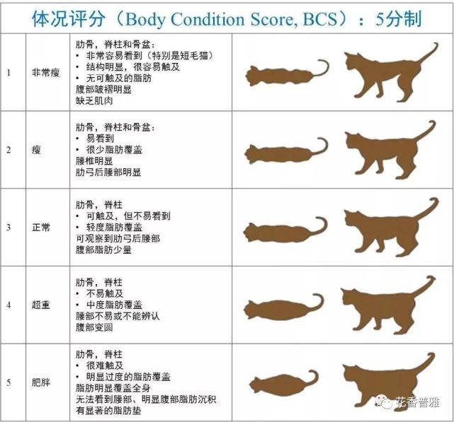 体重自查表各年龄段体重对照表附:猫猫怀孕后一定要加强营养哦,猫粮