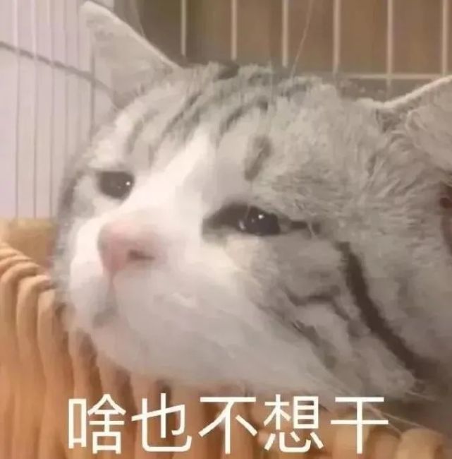 表情包|你看我眼里是不是都是你