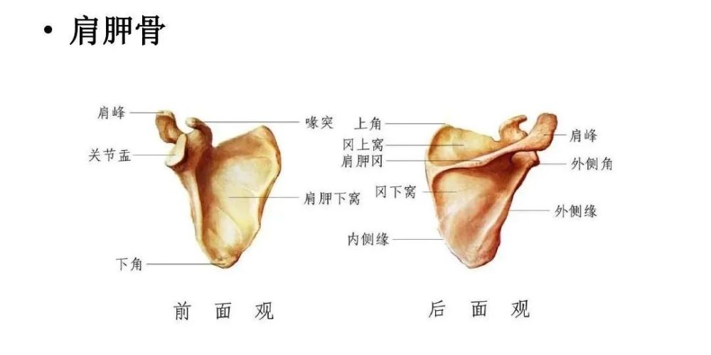 肩胛骨体部骨折从手术入路选择到缝线辅助固定技术