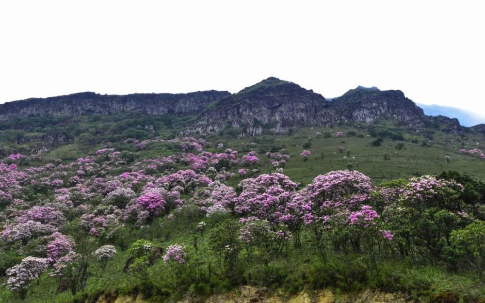 文旅节新玩法|寻访"生命之花",探秘秋季轿子山