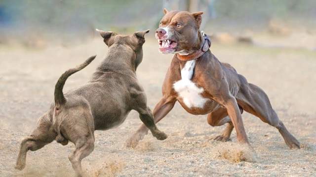 但比特犬被斗狗者挑选出来进行病态的比赛还有一个更大的原因,那就是