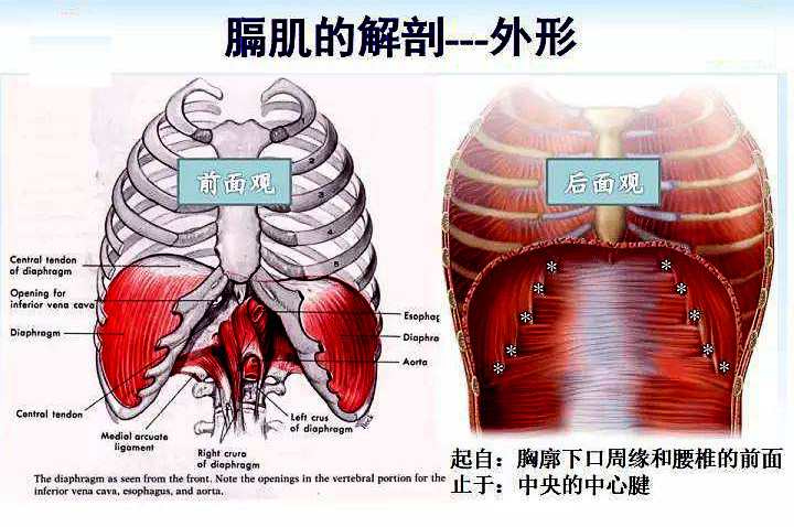 肝癌肩膀疼是什么原因?