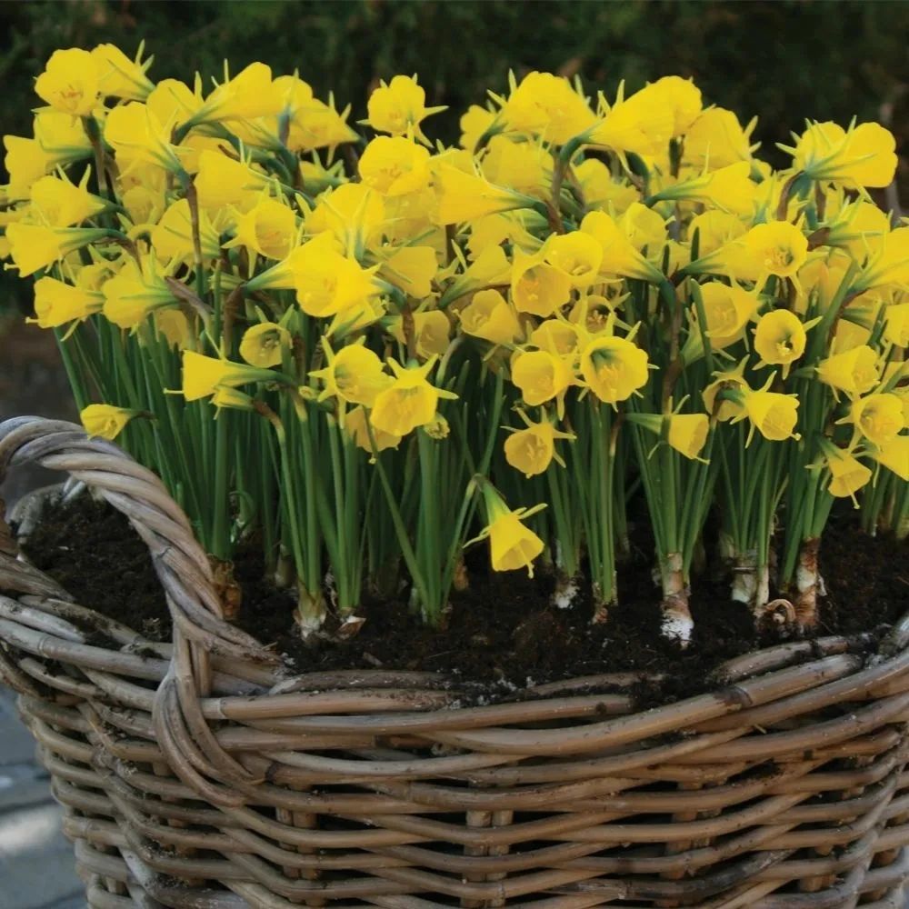 4,洋水仙(daffodils)