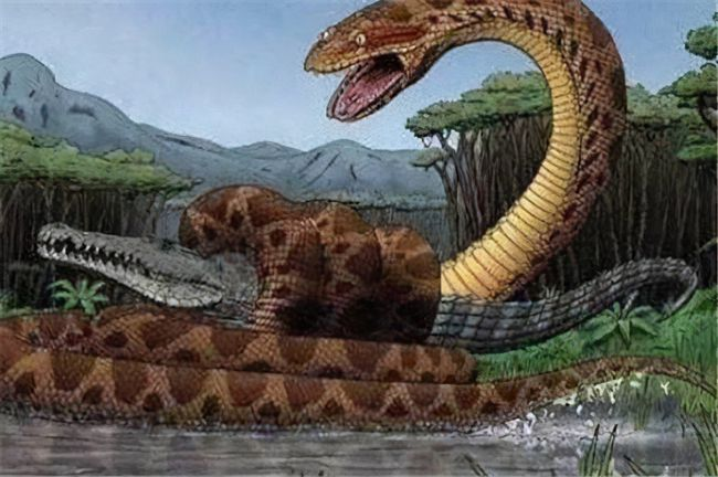 云南发现5米巨蟒,蛇龄30岁,被蟒蛇缠绕为什么要戳它的