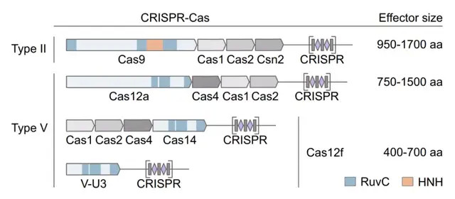 中国学者发现的迷你版crispr-cas基因编辑系统,有何精巧之处?