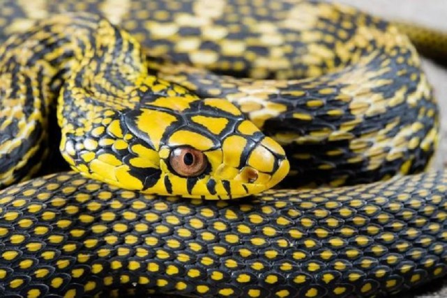 跟它头顶的"王"异曲同工,王锦蛇表皮大多有混杂的黄花斑纹,与黑色交相