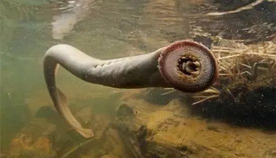 七鳃鳗,最像鱼类的动物,被人们称作"吸血魔鬼鱼"