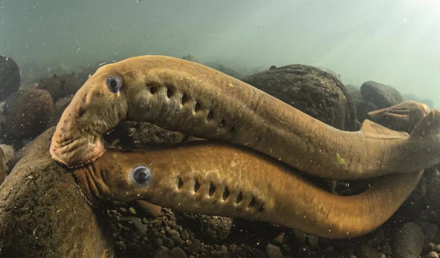 七鳃鳗,最像鱼类的动物,被人们称作"吸血魔鬼鱼"