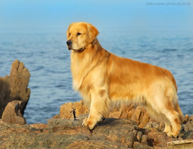 曾经是只宠物犬,转身竟是中国第一身价金毛!