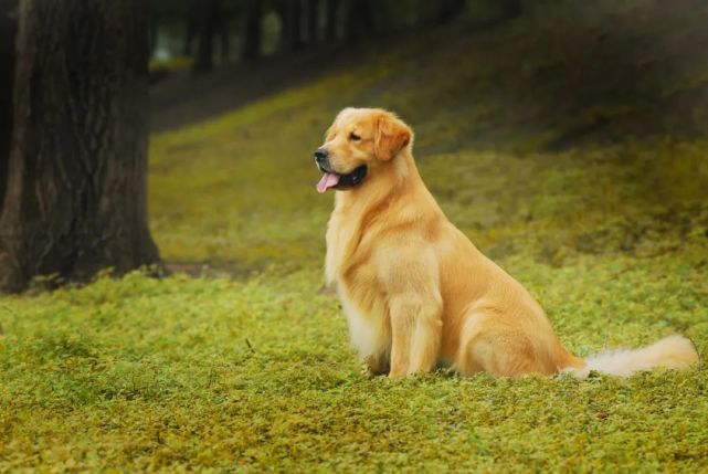 曾经是只宠物犬,转身竟是中国第一身价金毛!