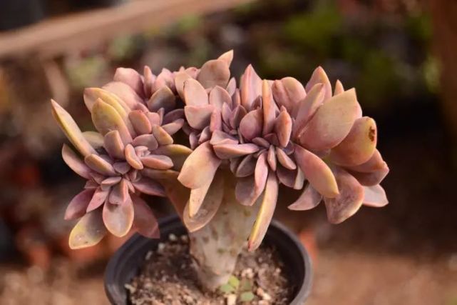 "粉黛莲"景天科风车石莲属多肉植物,中型莲座状,出状态蛮好看