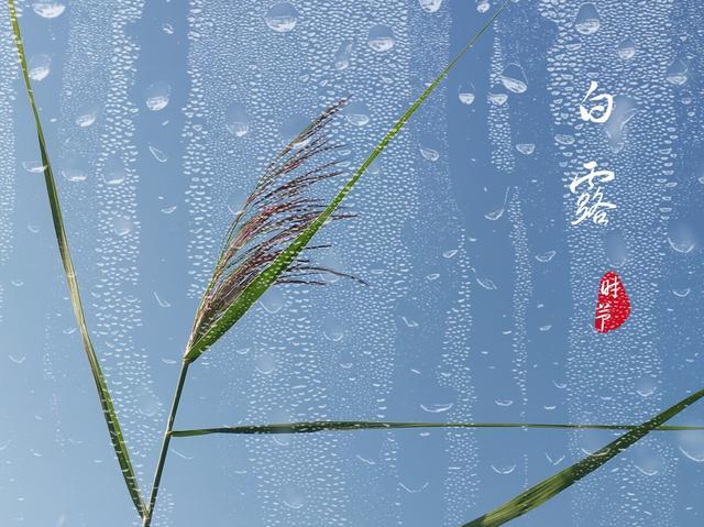 白露节气将至白露当天逢单日好还是双日好这一句农谚就是答案