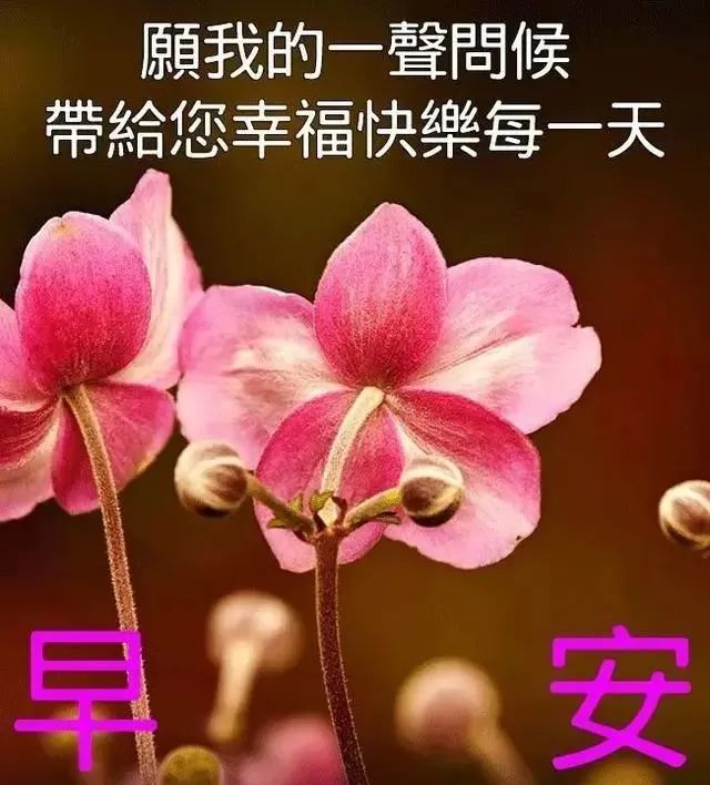 早上好问候图片带字句子,清晨图片表情祝福语大全