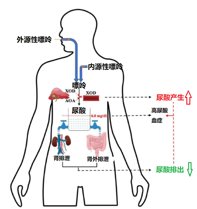 肠道菌群是控制高尿酸血症的新靶点吗?