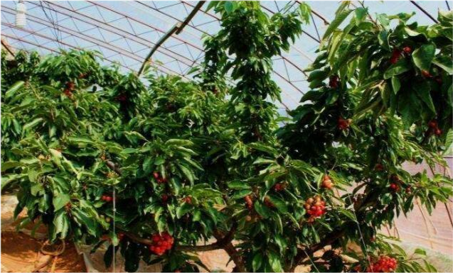 大棚反季节樱桃种植,管理方法很重要,尤其是温度的