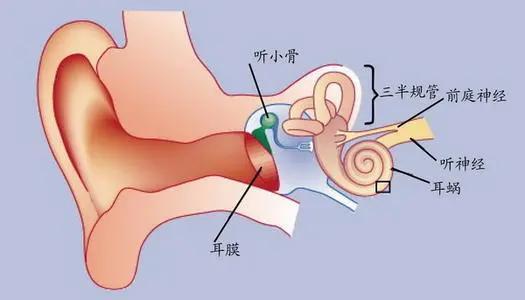 前庭系统还是大脑获取信息和输出信息的门槛.